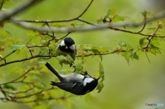 仲良し日雀夫婦