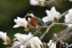 白木蓮とヤマガラ ①