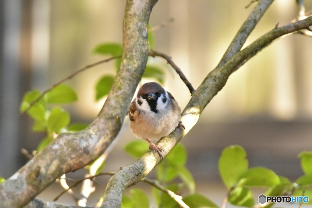 お米の匂いがする