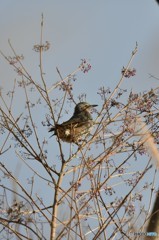 西日を浴びながら食事