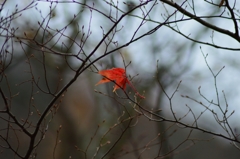 舞い落ちた葉