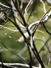 メジロじゃないのよ②