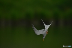 hunting Ⅰ