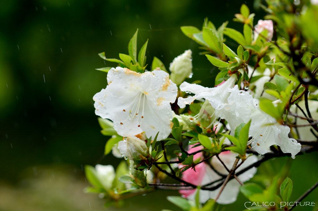 五月雨に咲く花 Ⅶ