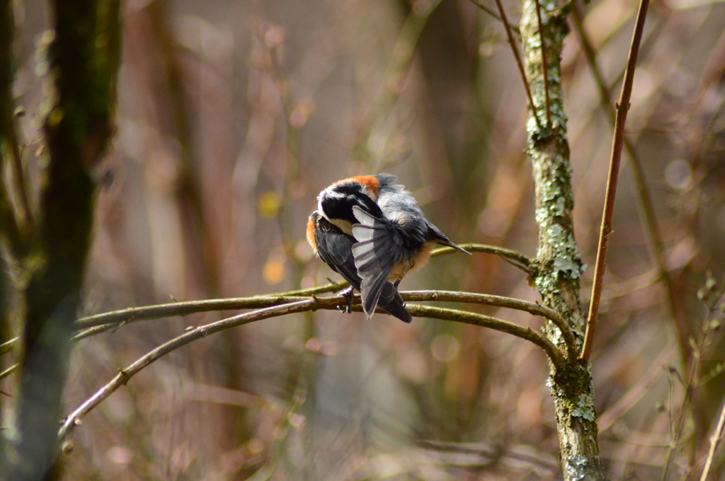 秘技 ｢海老反り｣