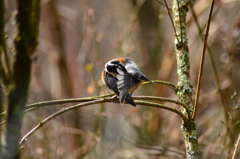 秘技 ｢海老反り｣