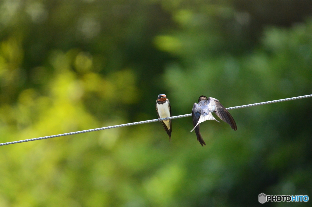 ツバメの日常  待ってたよ～