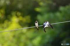 ツバメの日常  待ってたよ～