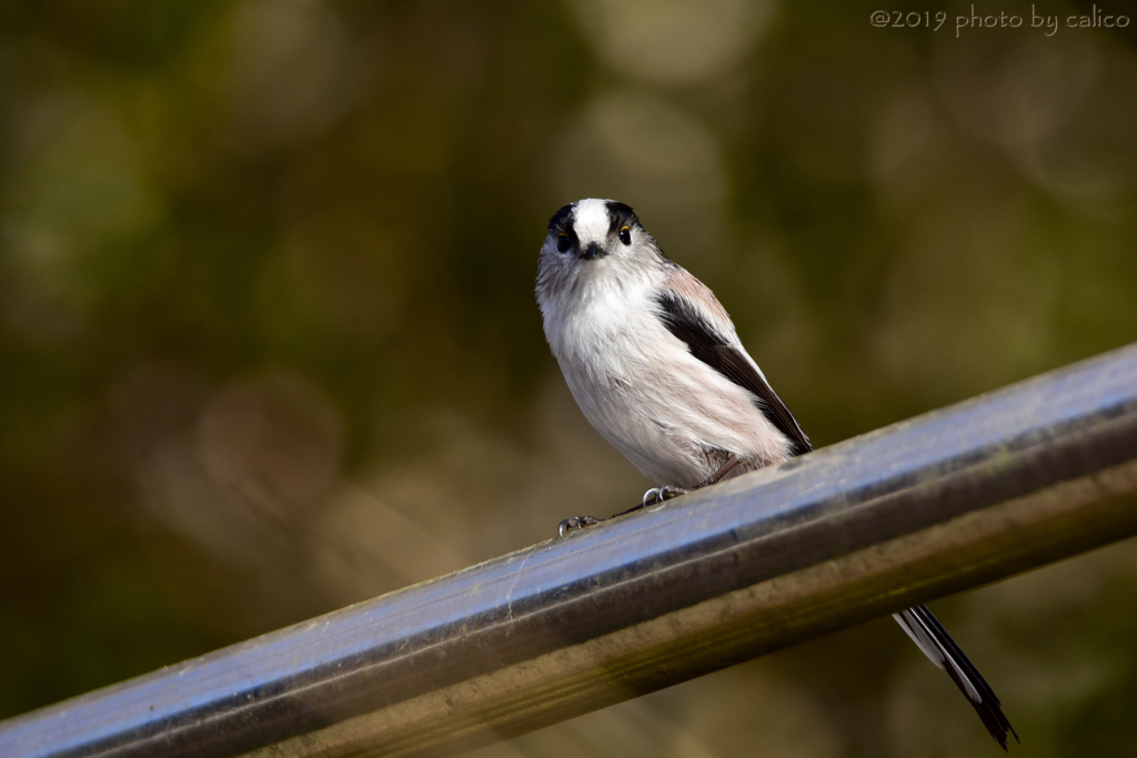 いらっしゃい！