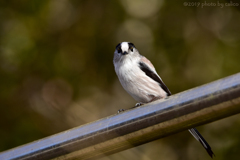 いらっしゃい! いらっしゃい!
