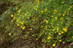 野生のヤマブキ 野生のヤマブキ