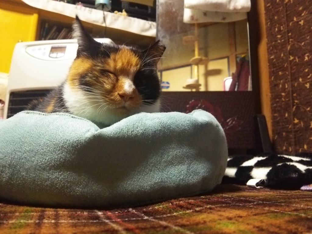 帰りを待っててくれたニャン