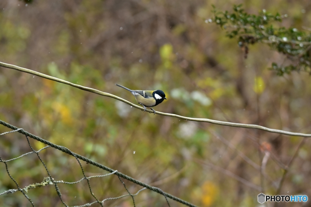雪が降っても元気だよ♪