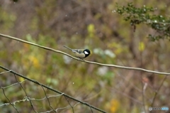 雪が降っても元気だよ♪ 雪が降っても元気だよ♪