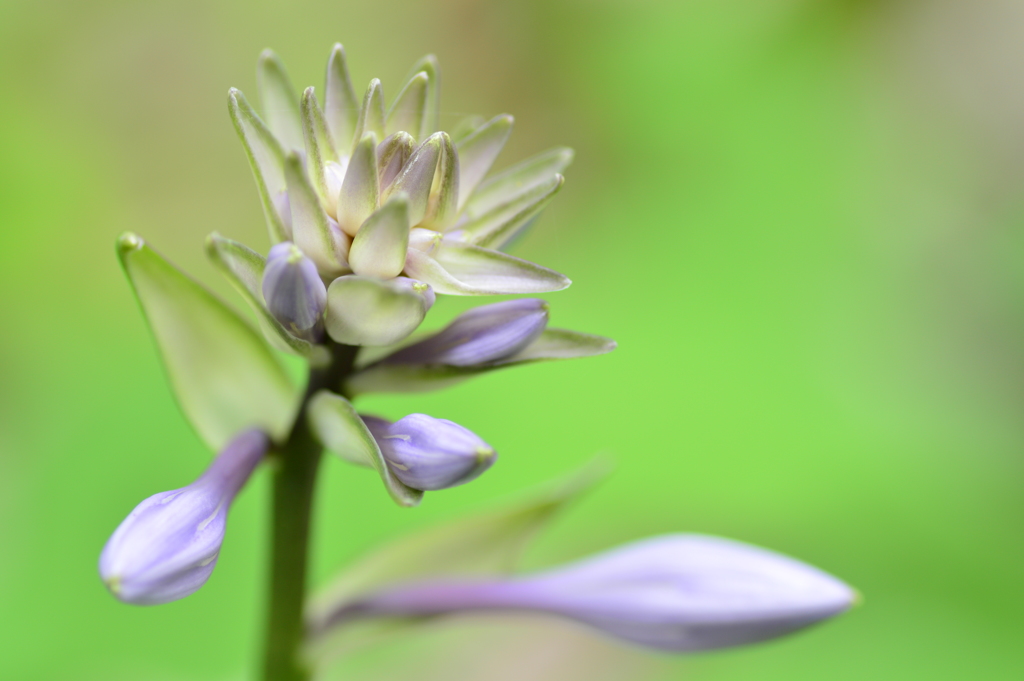 涼暮月（すずくれつき）の花 Ⅰ