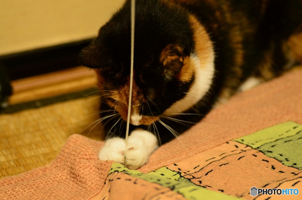 捕まえたニャ！