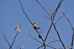 小鳥達のレストラン Ⅲ