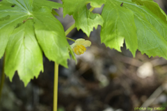 May apple