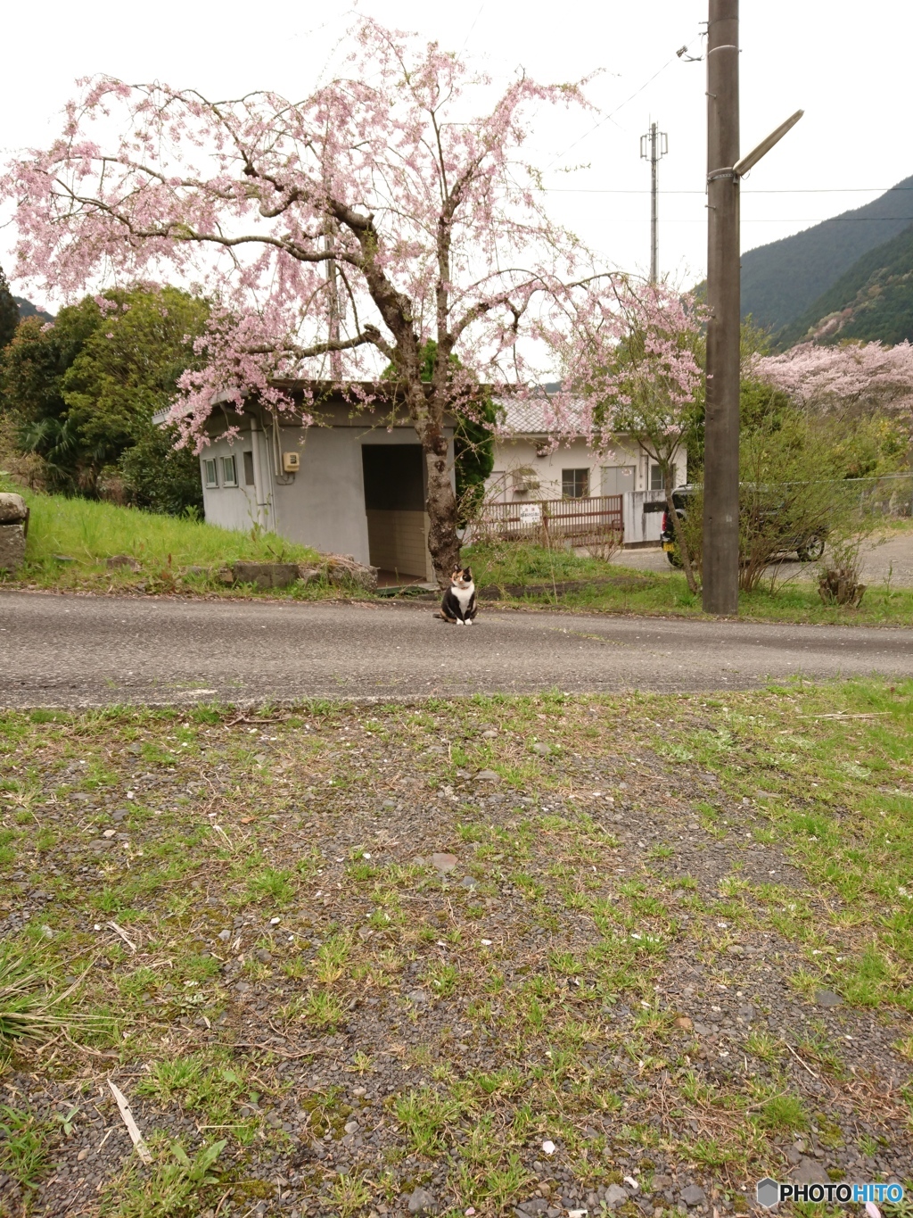 待ってたニャ