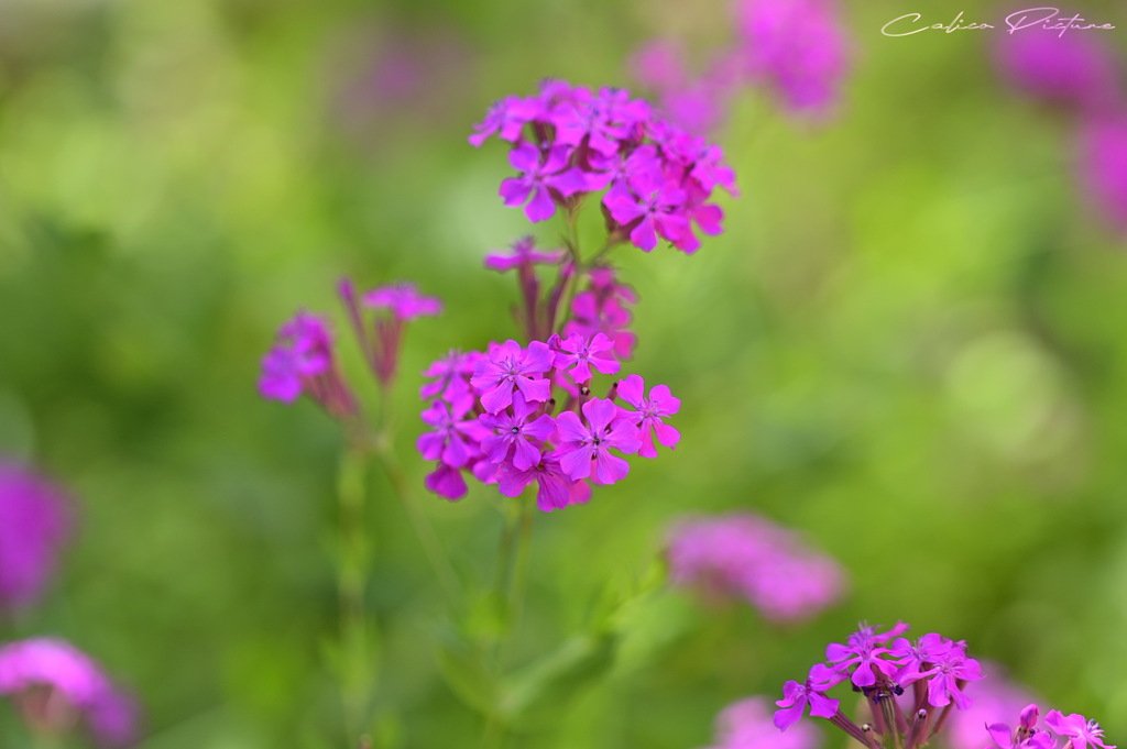 Silene armeria