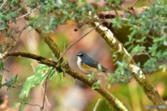 僕はルリビタキだよ