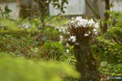 花咲く石斛 Ⅱ