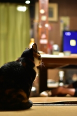 テレビは観ないニャ