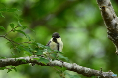 ヤマガラは・・・来てないな ヤマガラは・・・来てないな