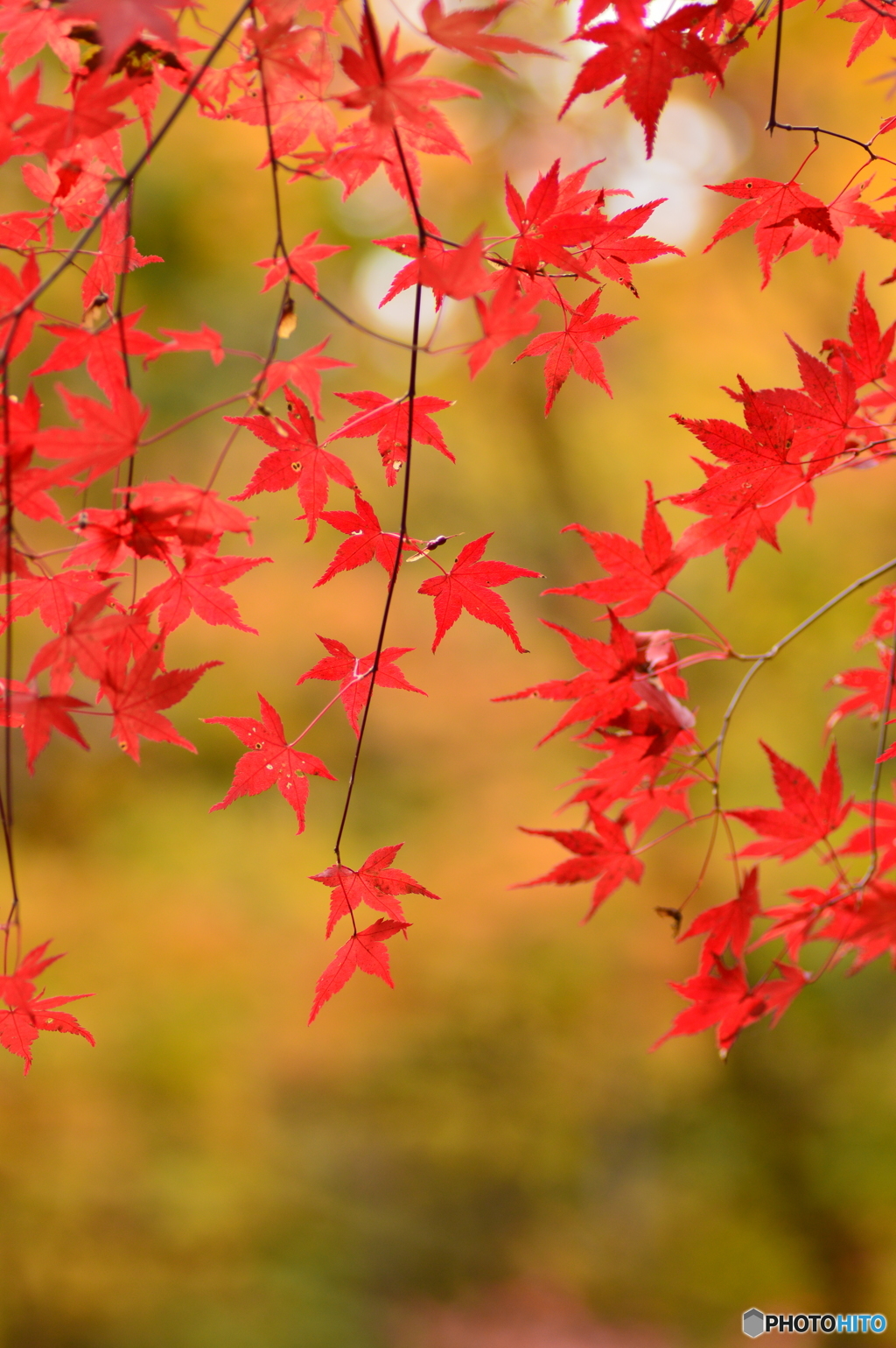 紅葉(もみじ)の ｢紅色｣