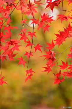 紅葉(もみじ)の ｢紅色｣