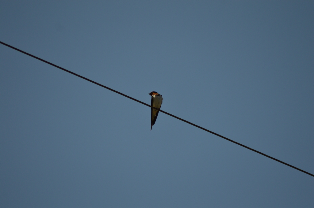 ツバメくんだ～！