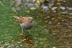 湧き水とカヤクグリ