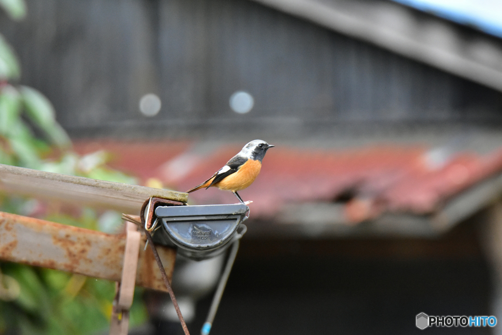 色んな所にジョウビタキ 〜雨樋〜