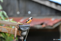 色んな所にジョウビタキ 〜雨樋〜 色んな所にジョウビタキ 〜雨樋〜