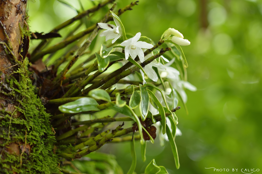 雨の日の開花