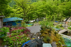 山葵田のお花畑 Ⅲ