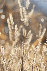 静かに降り注ぐ陽光