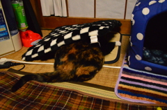ここかニャ？