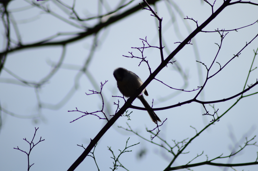 見下ろすエナガ