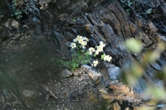 高嶺に咲く野菊