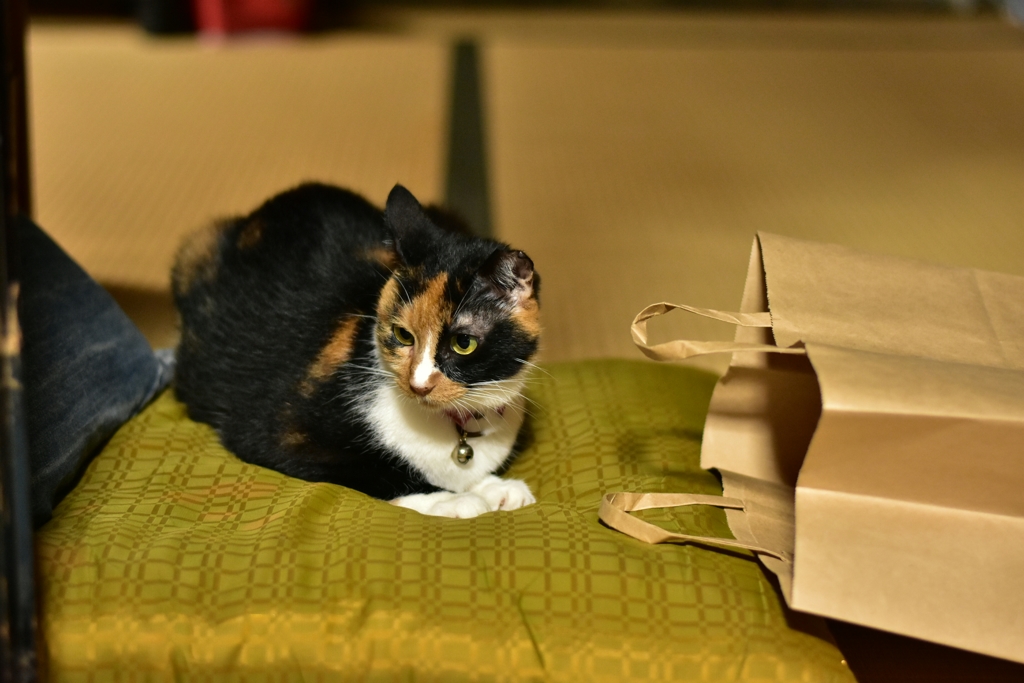 ミーコと紙袋 ①