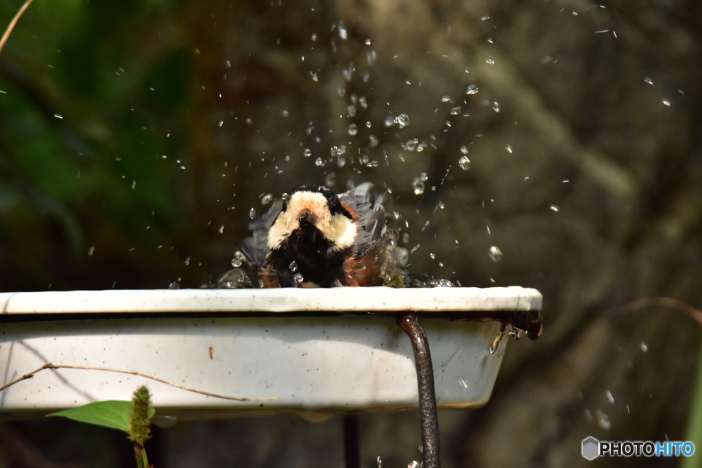 ヤマガラの水浴び ③