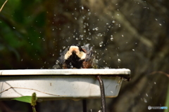 ヤマガラの水浴び ③
