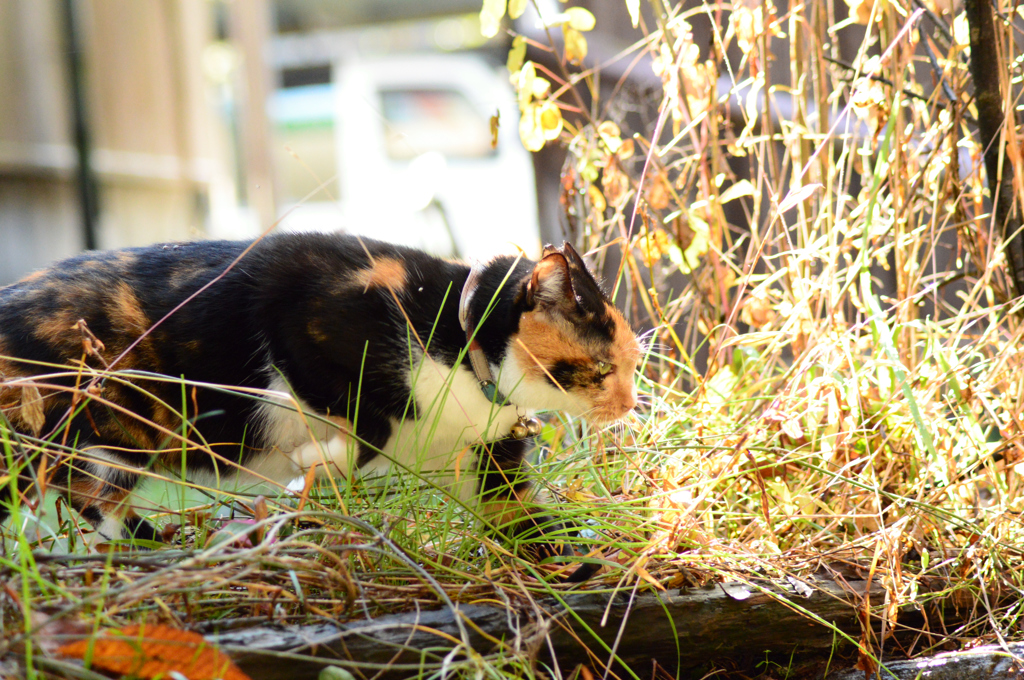 ひたすら歩く猫