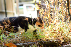 ひたすら歩く猫