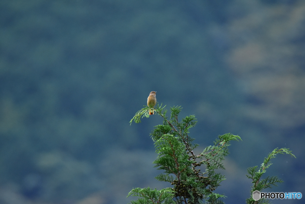 ジョウビタキがやって来た！ ④