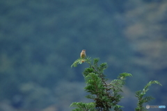 ジョウビタキがやって来た! ④ ジョウビタキがやって来た! ④