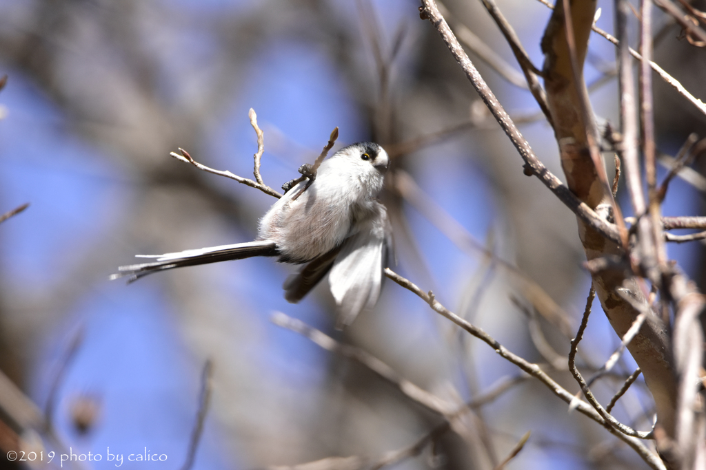 軽業師ですから