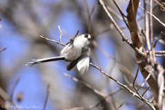 軽業師ですから 軽業師ですから