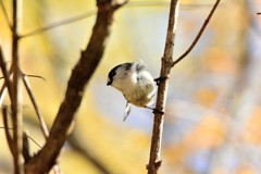 紅葉とエナガと